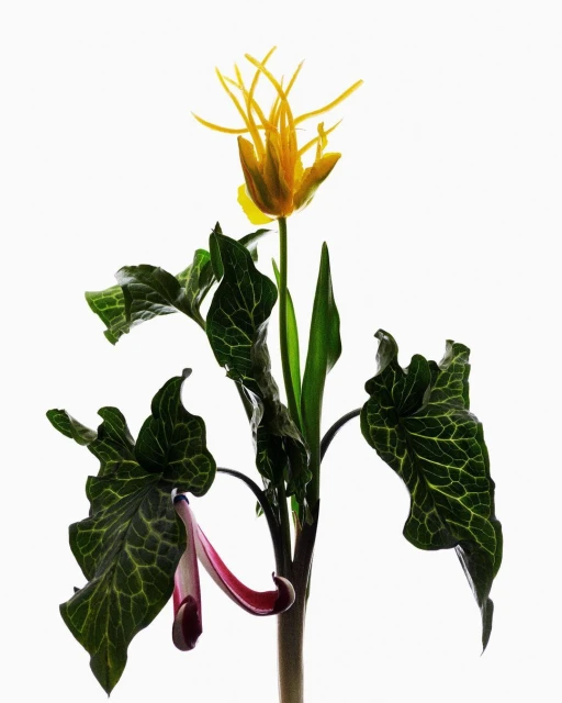 Striking floral composition with a yellow trout lily in bloom amidst lush green leaves against a stark white backdrop.