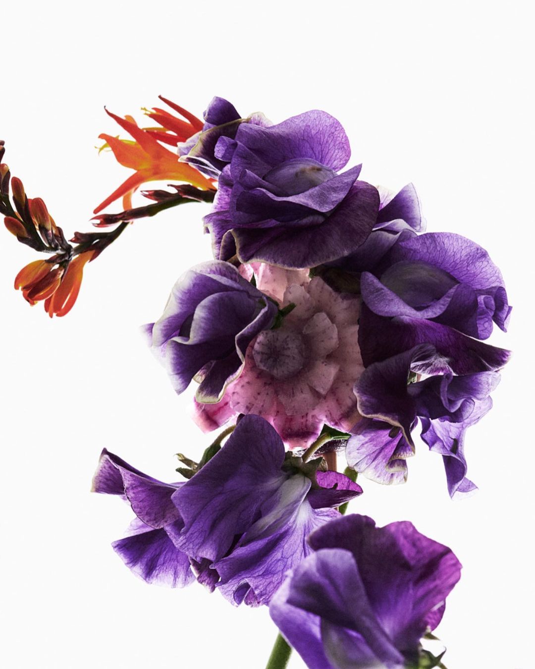 Close-up studio shot of purple sweet pea flowers with orange crocosmia, showcasing delicate petals and contrasting colors against white.