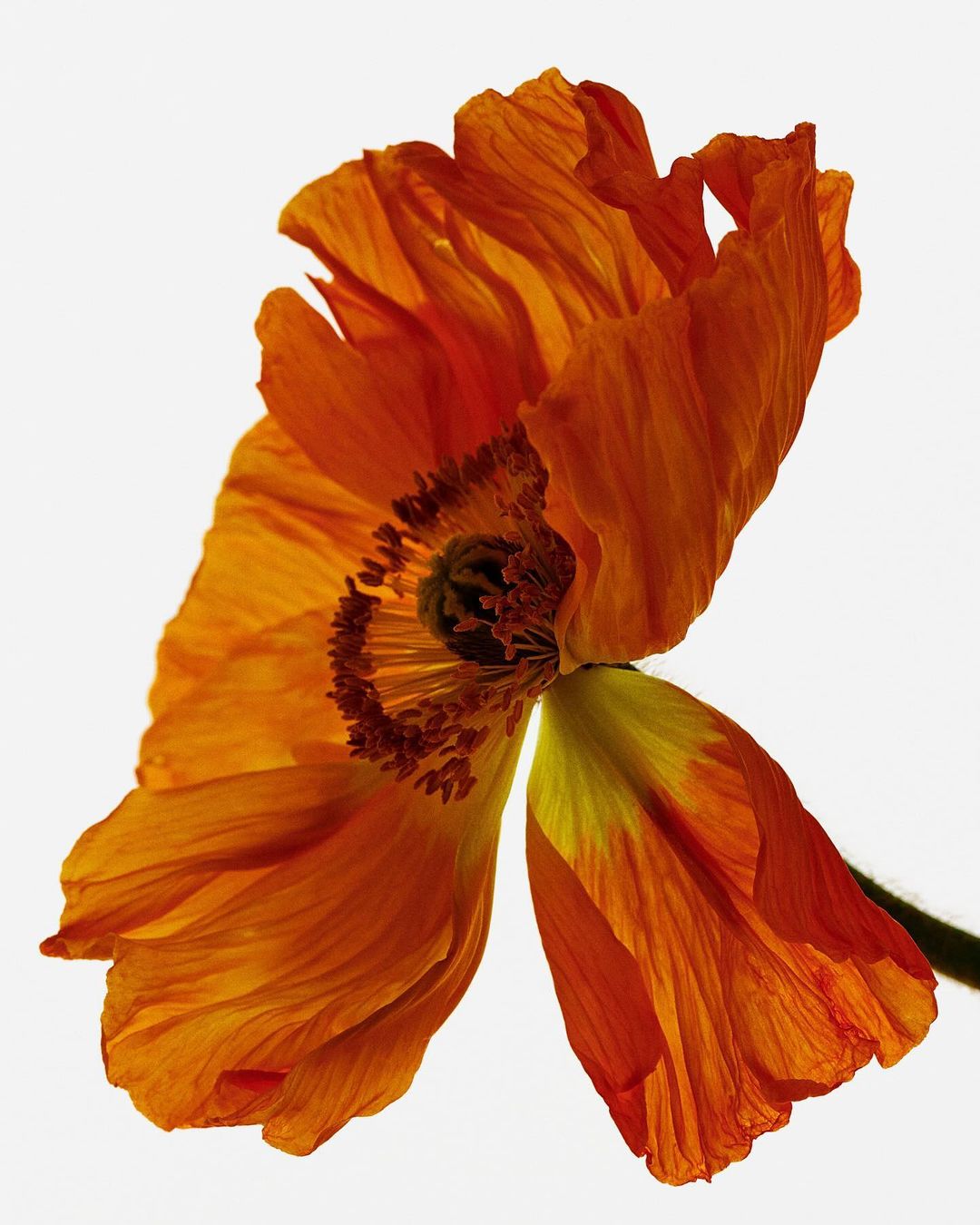 Close-up studio shot of a delicate orange poppy flower with translucent petals against a bright white background, highlighting its intricate details.