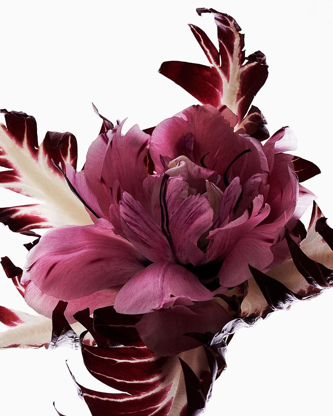 Close-up studio shot of a vibrant peony flower with layered pink petals and white-and-burgundy variegated leaves against white backdrop.