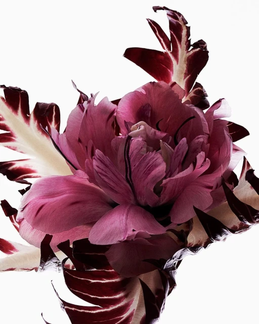 Close-up studio shot of a vibrant peony flower with layered pink petals and white-and-burgundy variegated leaves against white backdrop.