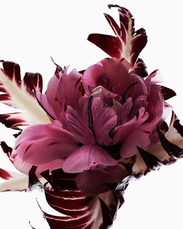 Close-up studio shot of a vibrant peony flower with layered pink petals and white-and-burgundy variegated leaves against white backdrop.