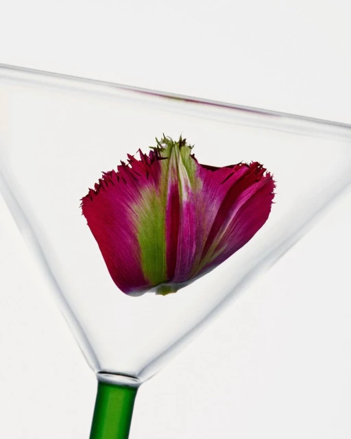 Macro photo of a pink and green fringed tulip in a clear martini glass against a white background for bar or floral concept.