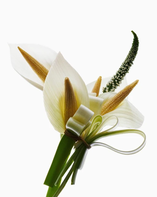 Still life shot of an arrangement featuring white calla lilies and baby corn stalks against a bright white background with soft lighting.