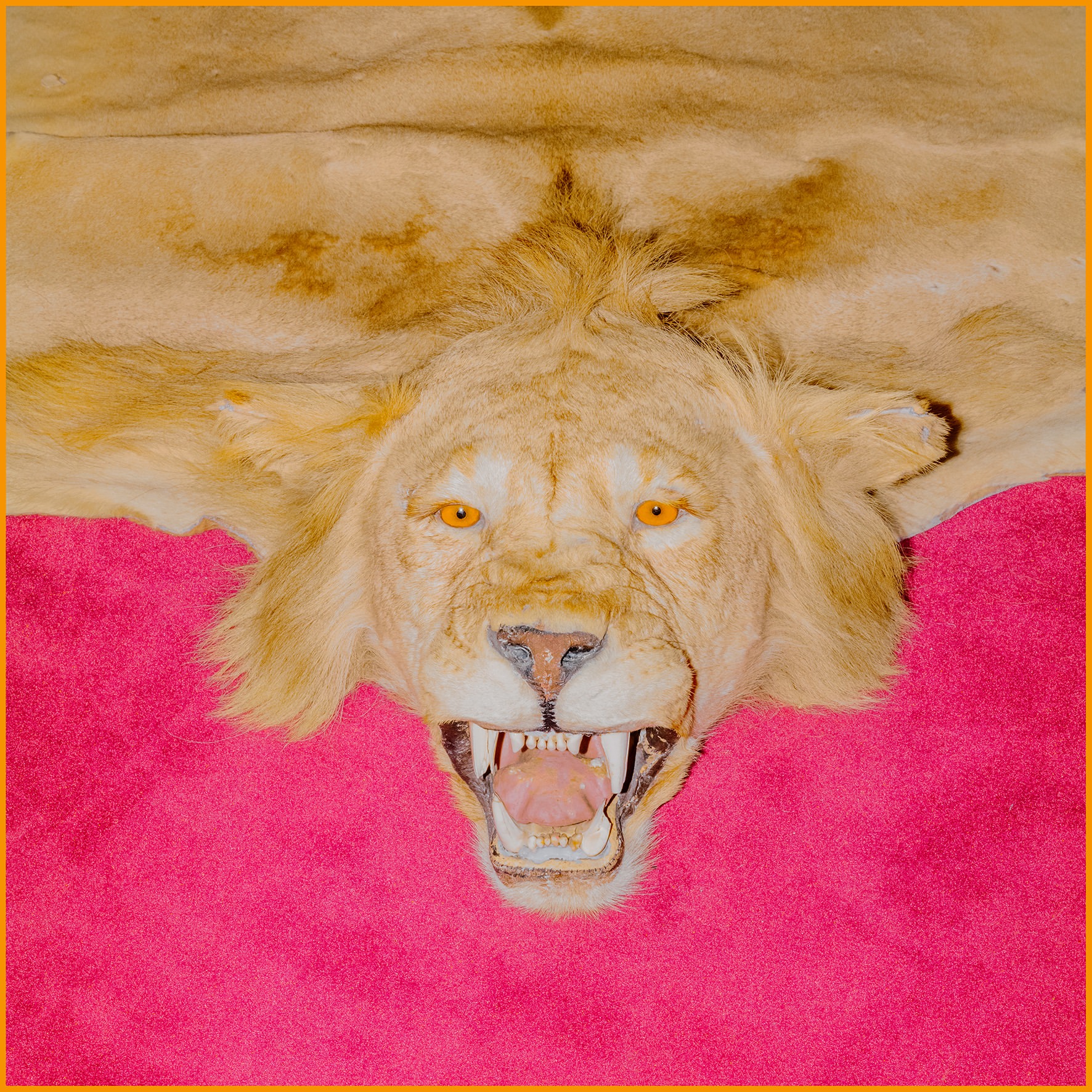 Close-up of a taxidermied lion skin with its mouth open, lying on a pink surface, showcasing animal preservation and bold color contrast.