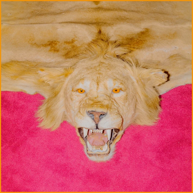 Close-up of a taxidermied lion skin with its mouth open, lying on a pink surface, showcasing animal preservation and bold color contrast.
