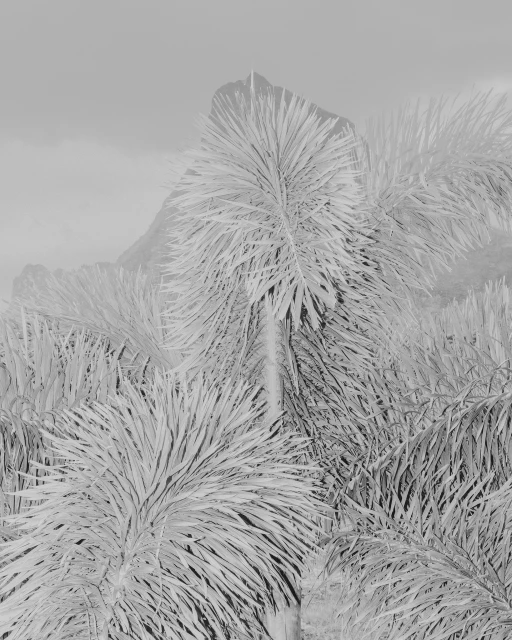 Monochromatic image featuring several palm trees with a mountain visible in the background on a cloudy day, emphasizing nature.