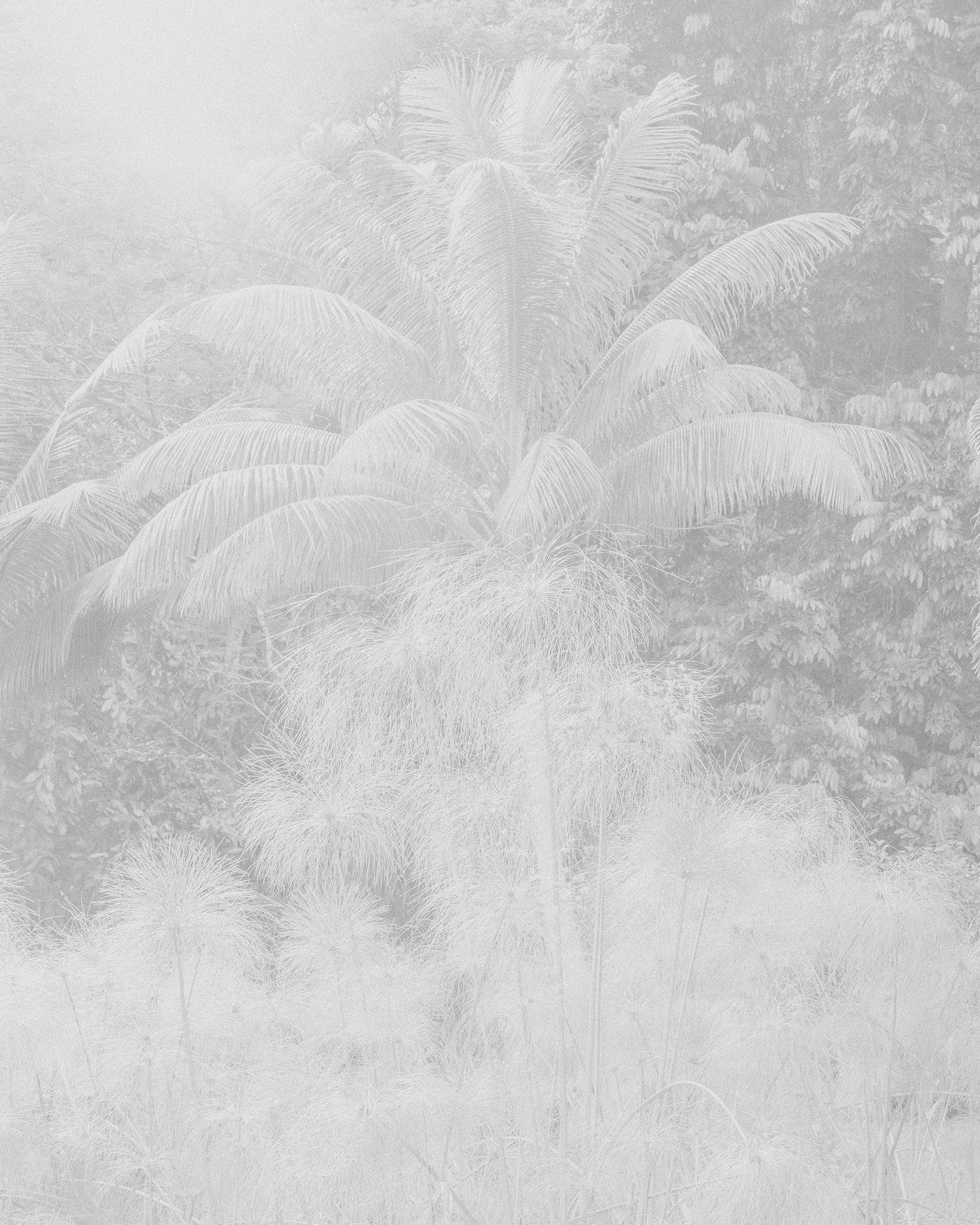 Monochromatic image of a lush tropical landscape featuring a tall palm tree surrounded by dense foliage and other tropical plants.