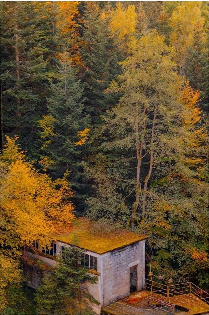 A building sits nestled in a dense forest during autumn, with a roof covered in moss, surrounded by trees with green and yellow foliage.