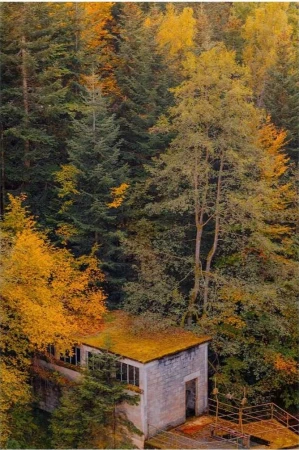 A building sits nestled in a dense forest during autumn, with a roof covered in moss, surrounded by trees with green and yellow foliage.