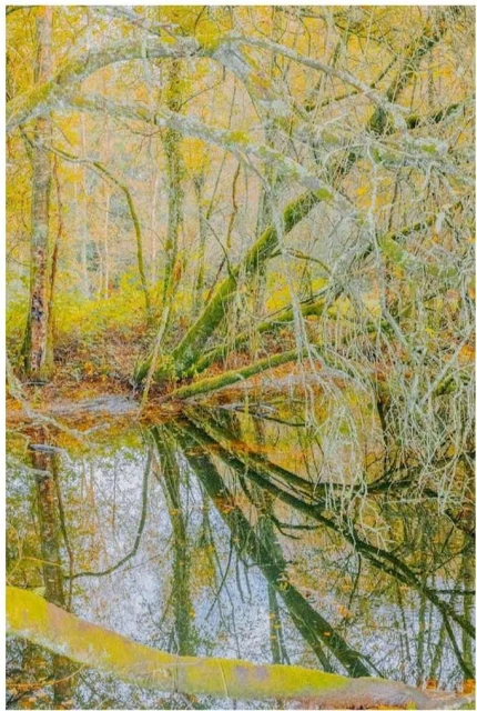 Fallen tree in a forest reflected in a pool of water, creating a mirrored image, with green moss and yellow leaves.