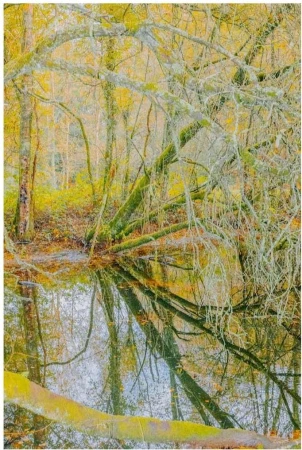 Fallen tree in a forest reflected in a pool of water, creating a mirrored image, with green moss and yellow leaves.