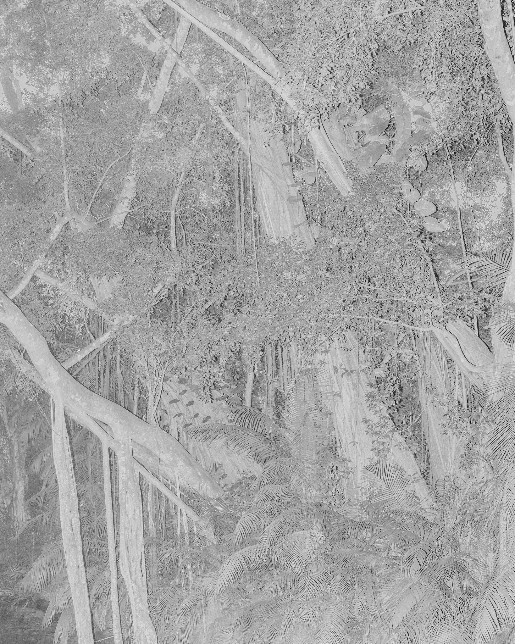 Monochromatic shot of a dense forest with lush vegetation, including ferns, tall trees, and hanging vines creating a rich tapestry.