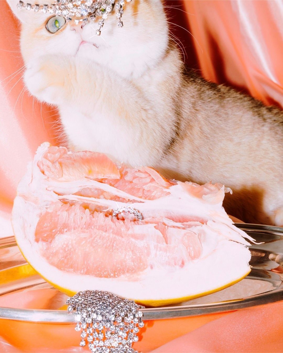 Cute cat with a jeweled headpiece sits near a halved pomelo on a silver platter, set against a backdrop of draped peach-colored fabric.
