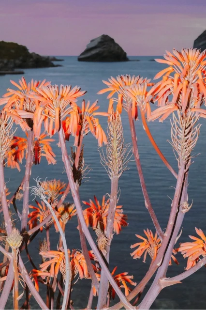 Scenic ocean view with orange flowering plants in the foreground, a rocky islet in the distance under a soft purple and blue sky at dusk.