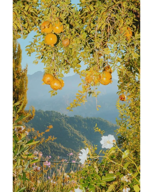 Scenic view of ripe pommegranates hanging from tree branches, overlooking a mountain range with green vegetation and light blue sky.