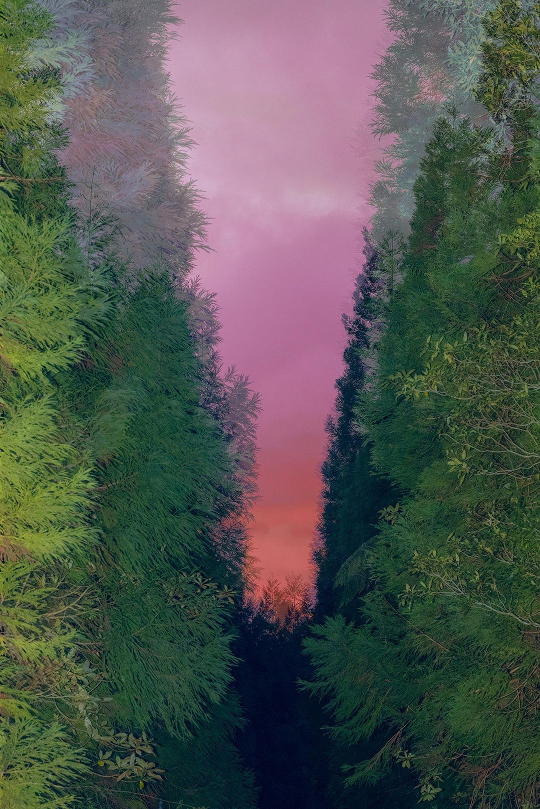 Vertical composition showing tall green trees lining a path, with a pink and orange sky visible in the background, creating a forest scene.