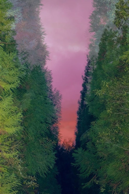 Vertical composition showing tall green trees lining a path, with a pink and orange sky visible in the background, creating a forest scene.