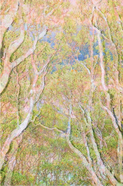 Looking up at a dense forest canopy with light colored tree trunks and green leaves, under a blue sky, captured in a textured effect.