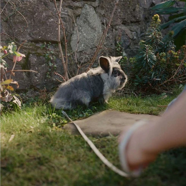 A gray and white rabbit is sitting on the grass in a garden, near a stone wall, with a white leash extending into the foreground.