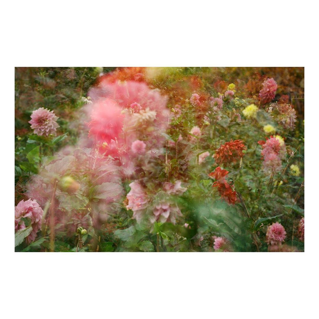 Artistic soft-focus floral image of a garden filled with pink, red, and yellow dahlias. Lush green foliage and blurred background.