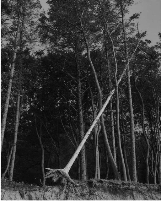 Black and white photograph of fallen tree in forest, showcasing the intersection of nature's strength and vulnerability against tall trees.