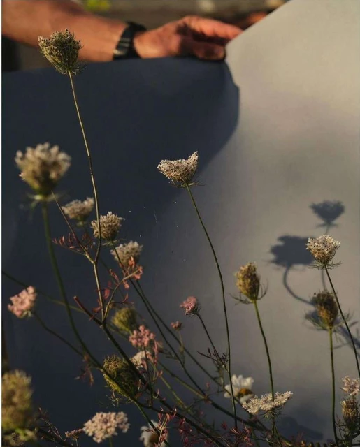 Close-up of Queen Anne's lace plants, showing delicate white umbels, with a person's hand and arm visible in the muted background.
