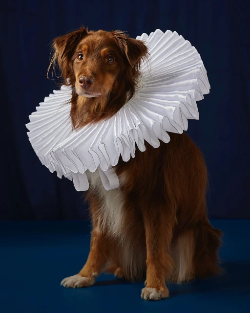 Portrait of a brown dog sitting and wearing a white Elizabethan ruff collar against a dark blue background in a studio setting.