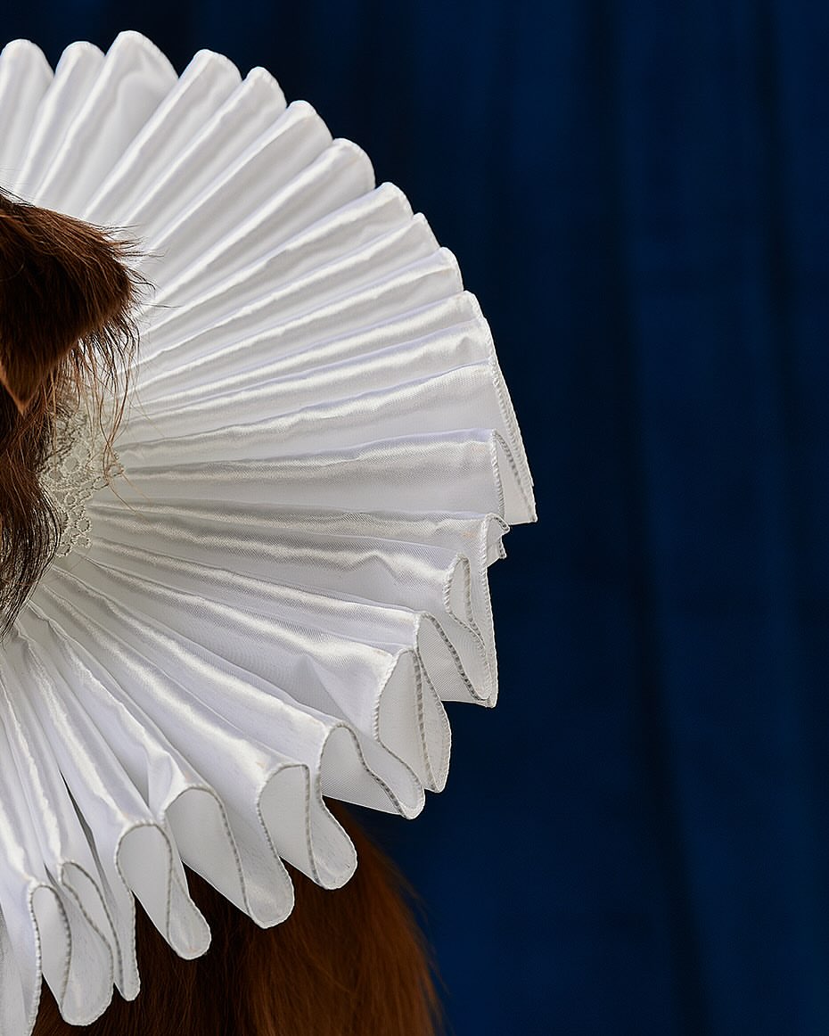 Close-up of a person with auburn hair wearing a large white pleated ruff collar against a dark blue draped background, fashion forward.