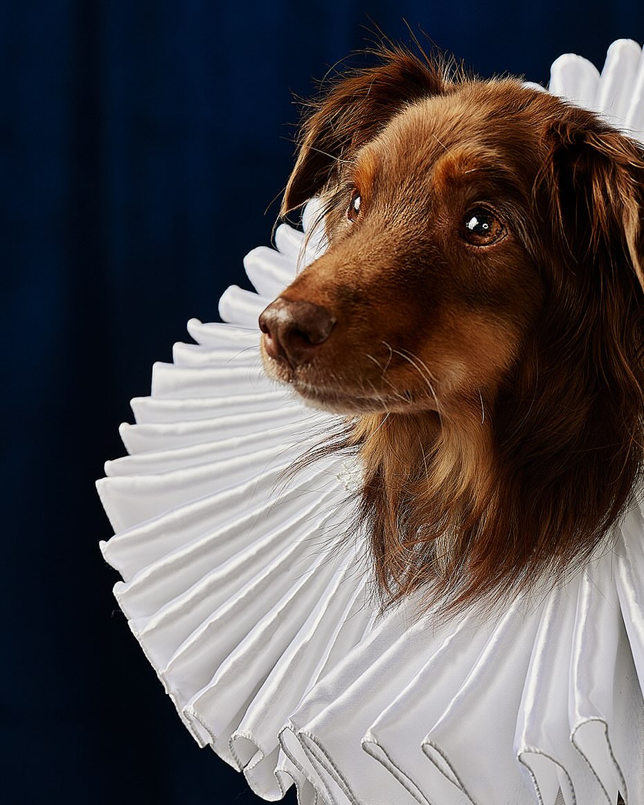 Portrait of a brown long-haired dog wearing a white ruffled collar against a dark blue background in an indoor setting.