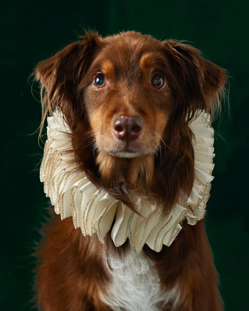 Close-up portrait of a brown dog with a white ruffle collar against a dark green background, canine formal wear, dog fashion.