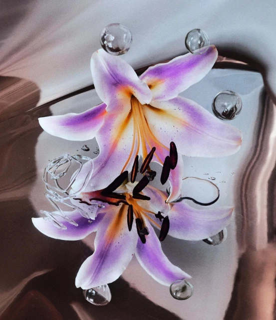 Close-up studio shot of two purple and orange lilies with water droplets, creating a fresh, clean floral composition.