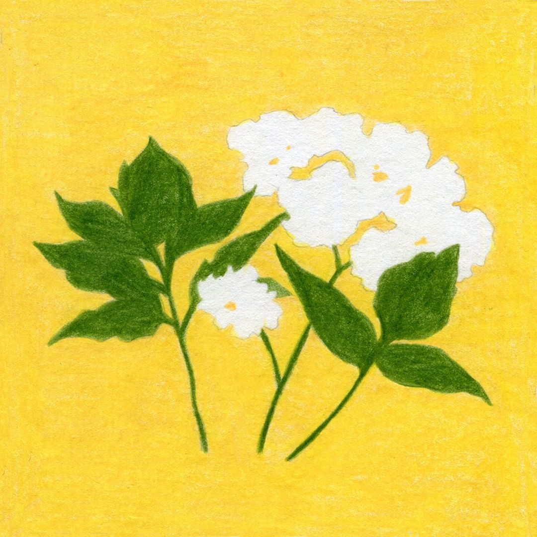 Illustration of white blossoms with green leaves on green stems set against a light yellow background, botanical art style.