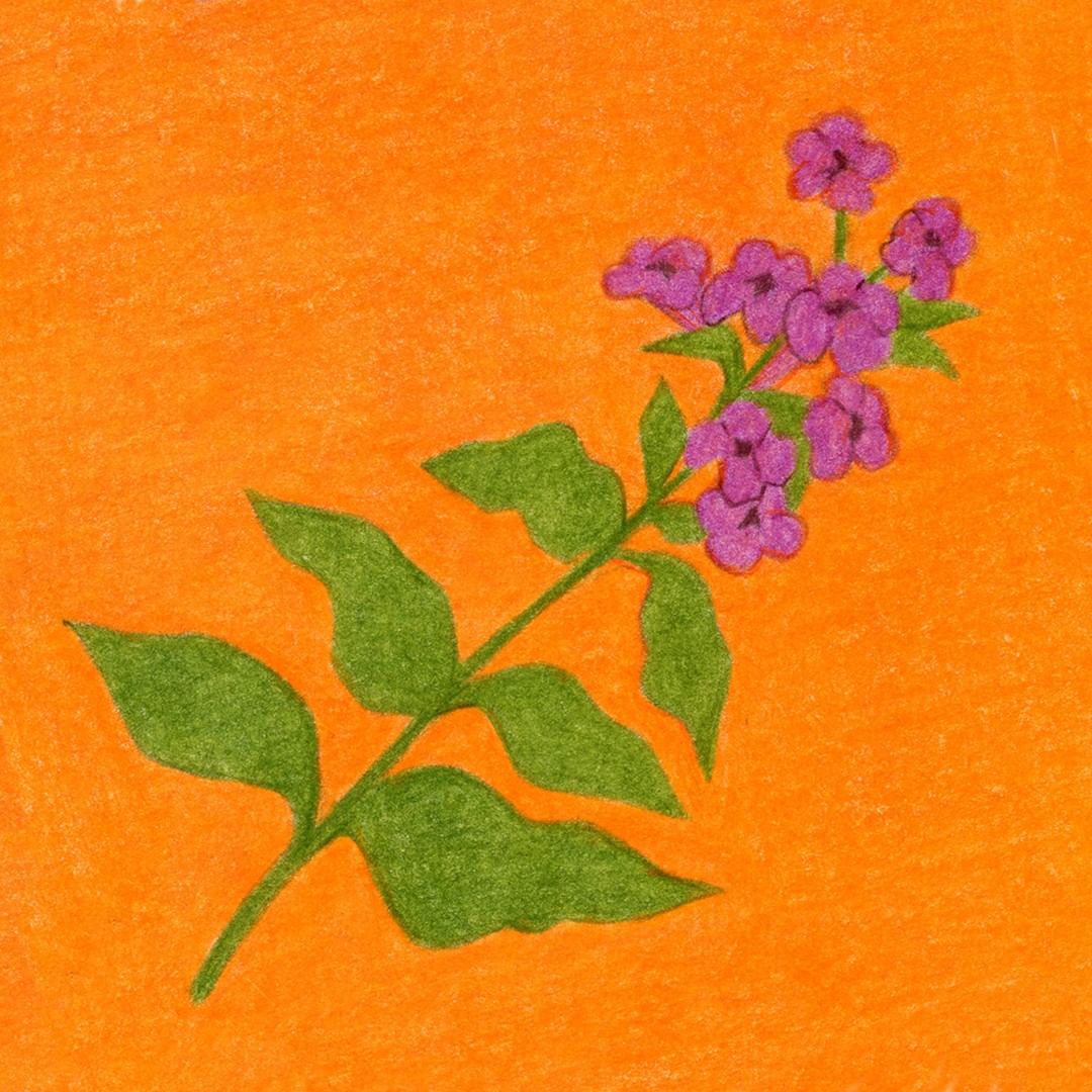 Illustration of a single stem with leaves and purple flowers on an orange background in a simple drawing style.