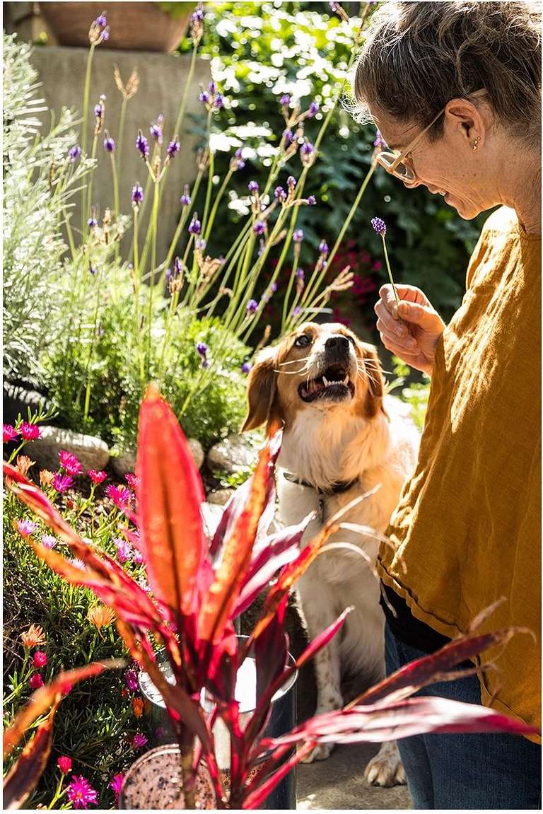 Mature woman in glasses and yellow shirt holds a purple flower, interacting with her white and brown dog in a sunny garden.