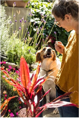 Mature woman in glasses and yellow shirt holds a purple flower, interacting with her white and brown dog in a sunny garden.