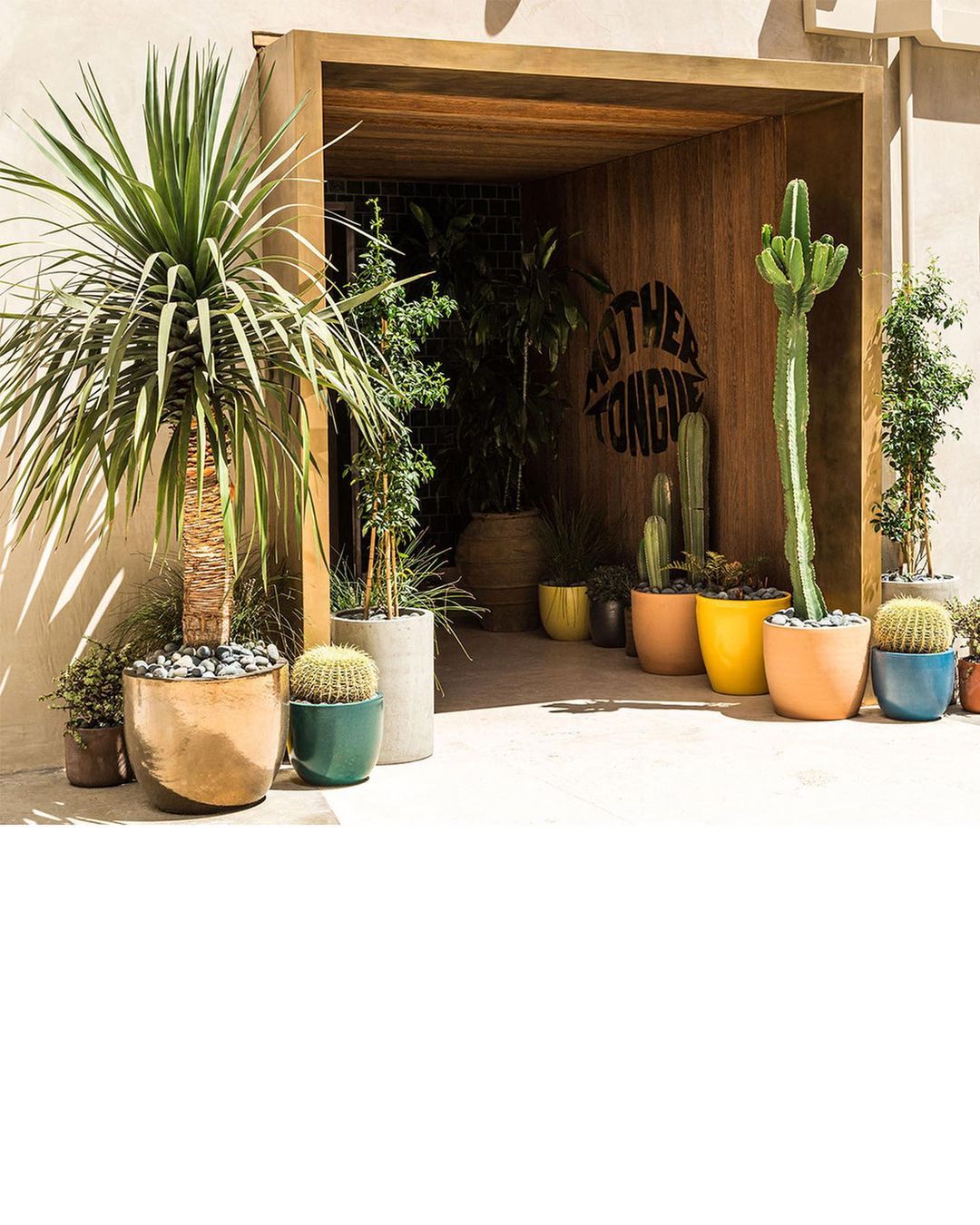 Exterior view of various potted cacti and yucca plants at the entrance to a building with a wooden frame and 'Mother Tongue' sign.