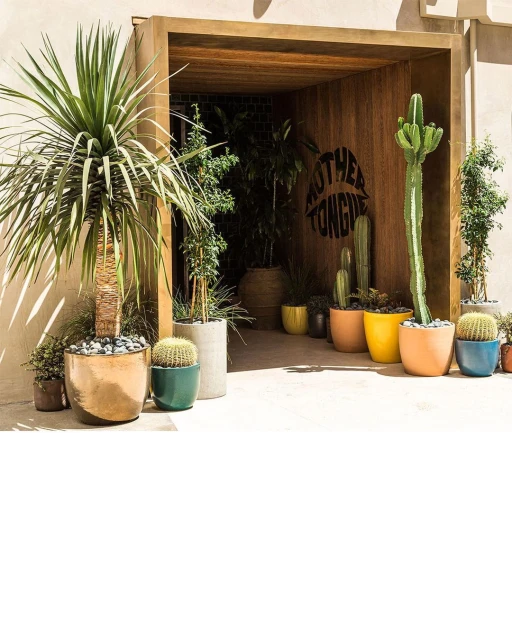 Exterior view of various potted cacti and yucca plants at the entrance to a building with a wooden frame and 'Mother Tongue' sign.