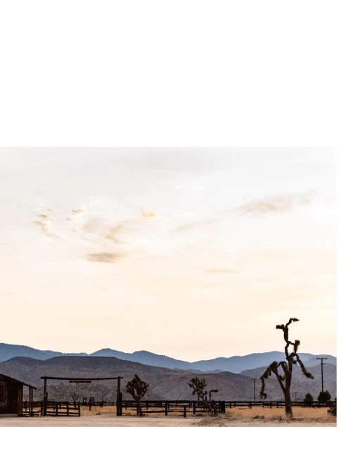 Scenic desert landscape featuring a silhouette of a Joshua tree against a backdrop of distant mountains and a pastel-colored sky at dusk.