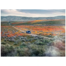 Blue car driving along a dirt road through a vast rolling landscape covered in colorful wildflowers and desert shrubs under an overcast sky