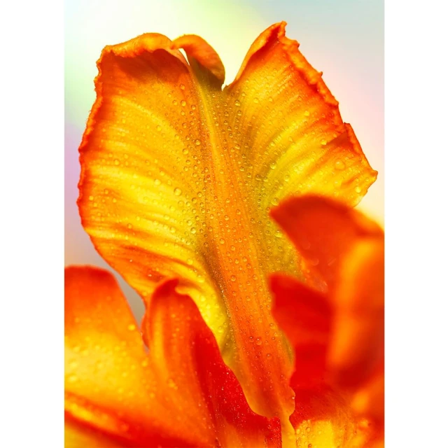 Close-up photo of a vibrant tulip petal with dew drops, showcasing the flower's rich orange and yellow hues against a soft background.