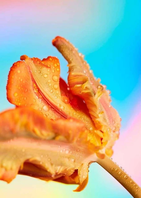 Close-up photo of a vibrant orange tulip with water droplets, set against a soft, multicolored background, highlighting its texture and form.