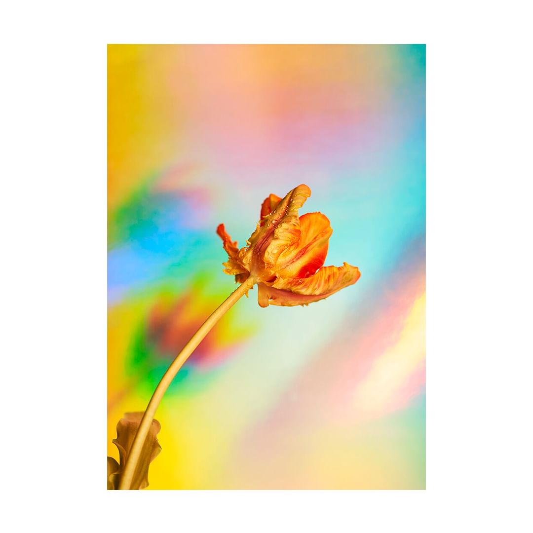 Close-up of a vibrant orange tulip with water droplets against a soft, blurred background of pastel yellows, blues, and pinks.