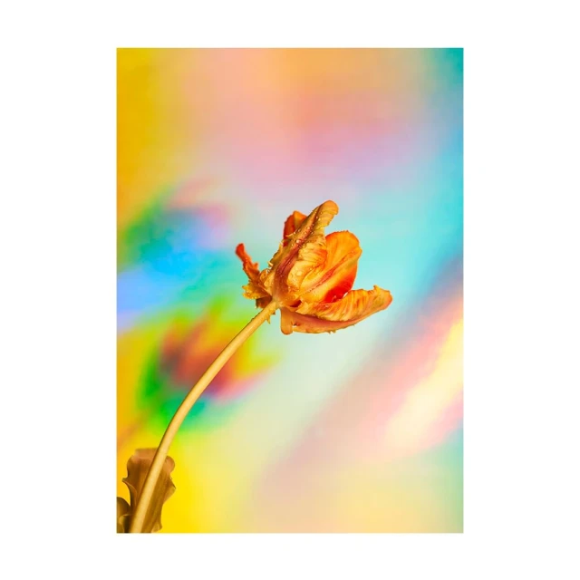 Close-up of a vibrant orange tulip with water droplets against a soft, blurred background of pastel yellows, blues, and pinks.