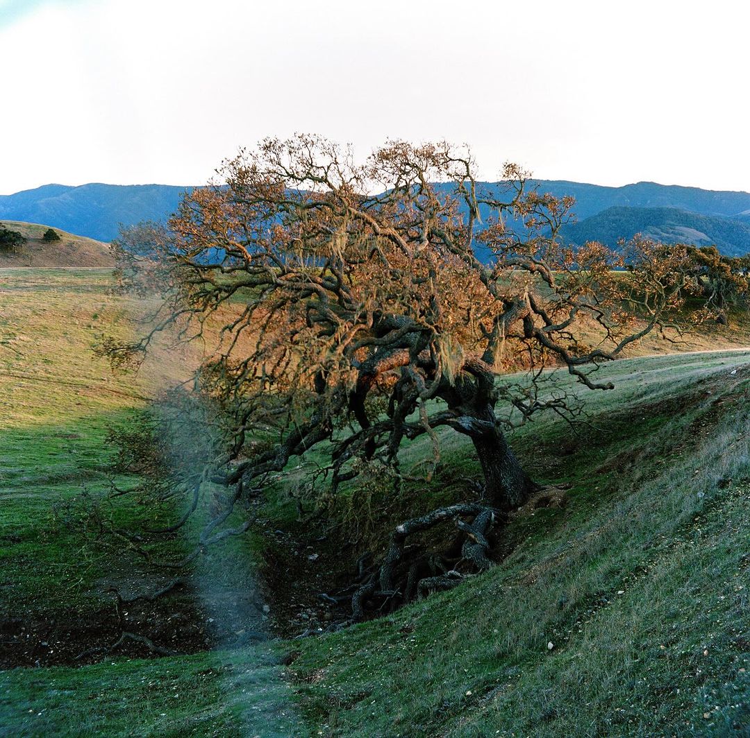 Picturesque view of a windswept, bare tree on a grassy hillside, with rolling mountains in the background under a clear sky.