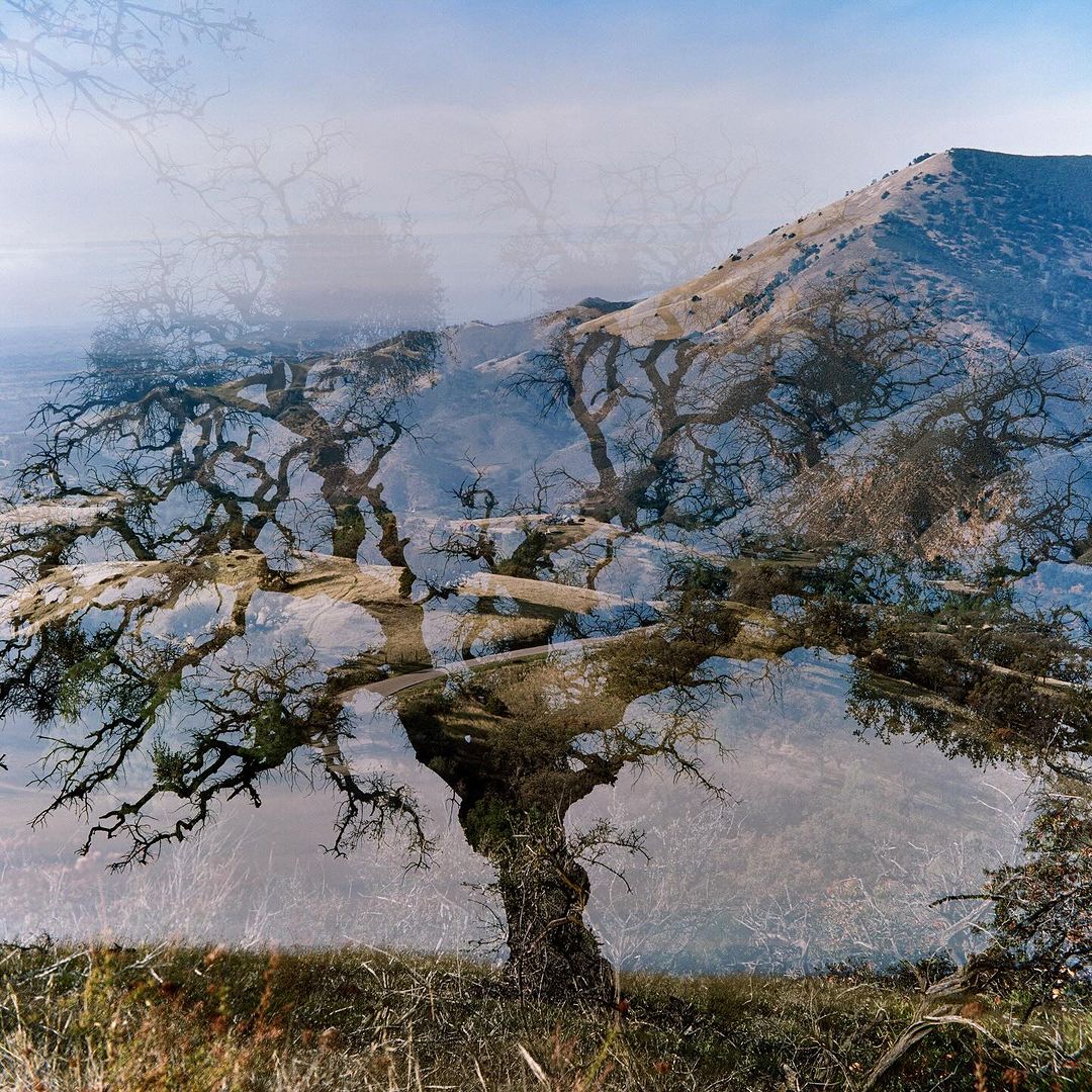 Double exposure combines an oak tree with a grassy hillside and a mountain under a clear sky, merging nature's elements into one image.