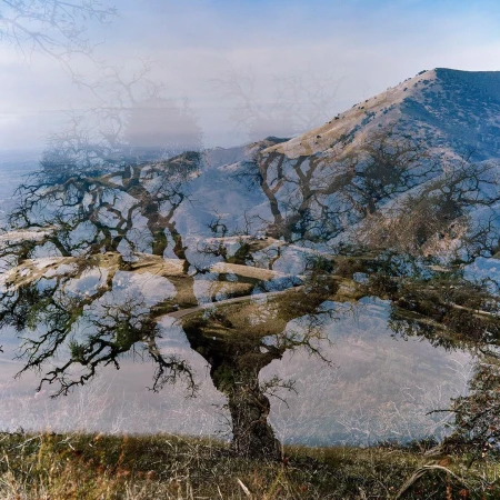 Double exposure photograph of a bare gnarled tree overlaid with a mountain ridge landscape under an overcast sky.