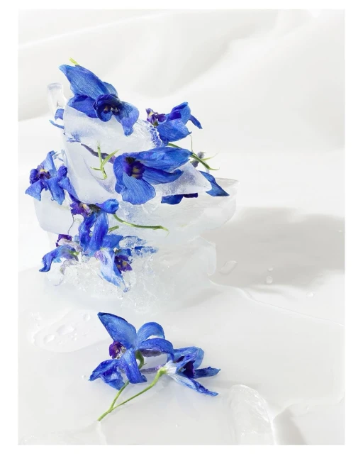 Close-up of blue delphinium flowers frozen in clear ice against a draped white backdrop, highlighting floral details and icy textures.