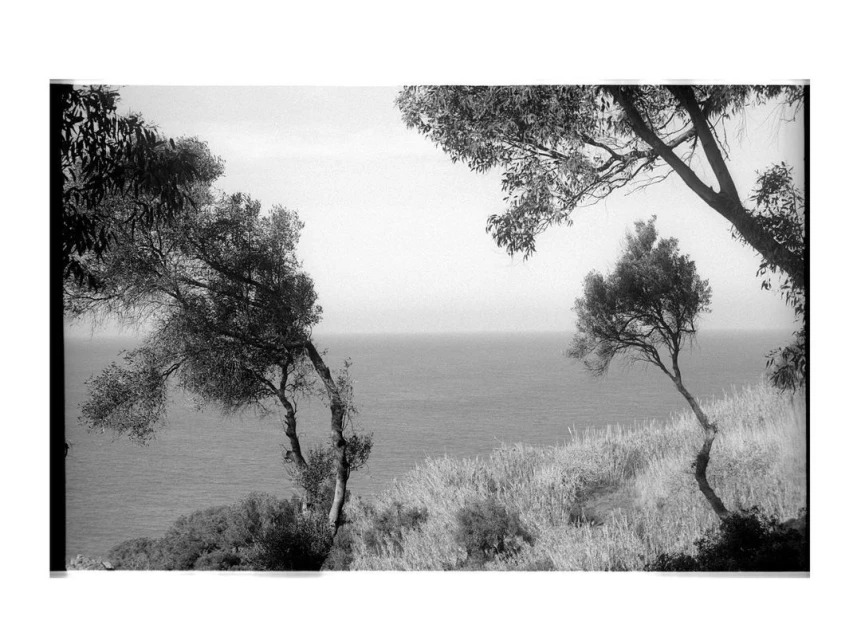 Black and white landscape photo of trees and grass on a hillside overlooking the ocean, with a bright, overcast sky.