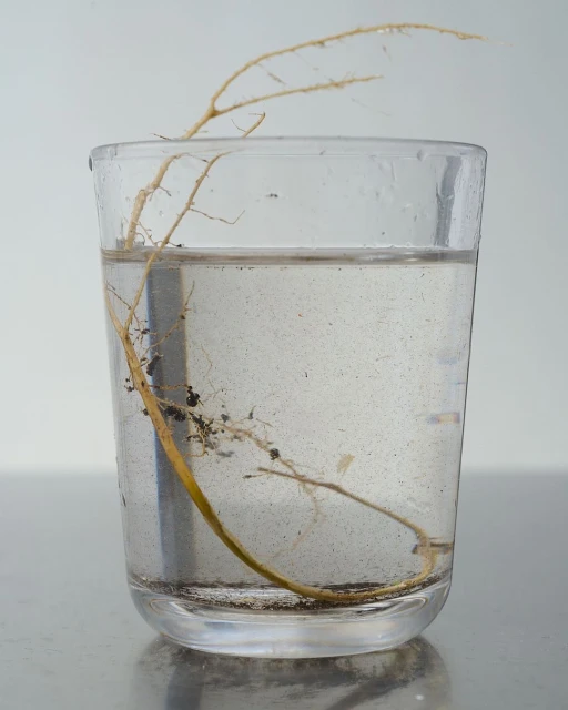 Close-up of a translucent glass of water containing a single sprouting stem and roots, against a clean, neutral backdrop.